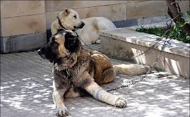 صدور مجوز خروج 230 حیوان خانگی از خراسان رضوی