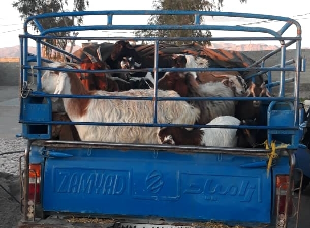 توقیف ۲ خودروی نیسان حامل گوسفند قاچاق در آباده