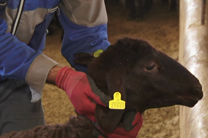 ارائه خدمات دامپزشکی منوط به پلاک گذاری دام ها ارائه خدمات دامپزشکی منوط به پلاک گذاری دام ها