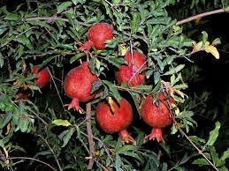 آغاز برداشت انار در ایذه آغاز برداشت انار در ایذه