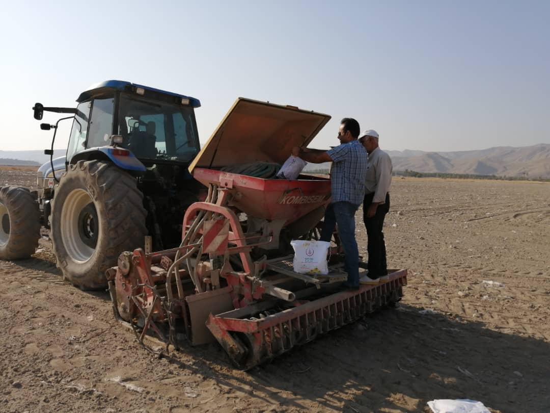 کاشت کلزا در قیروکارزین کاشت کلزا در قیروکارزین