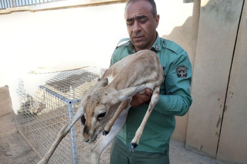 نجات یک آهو زخمی در قصر شیرین نجات یک آهو زخمی در قصر شیرین