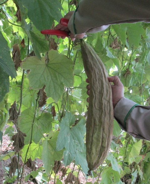 میهمانی از سرزمین های دور