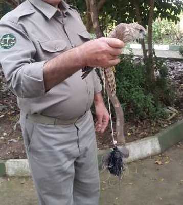 تخريب بیش از 200 تله شكار غيرمجاز