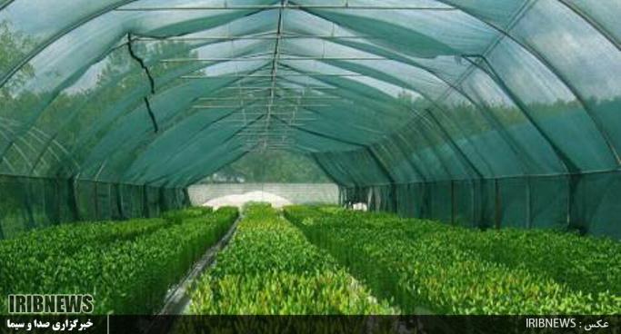 گـُل کردن تولید زیر سقف های شیشه ای و مات