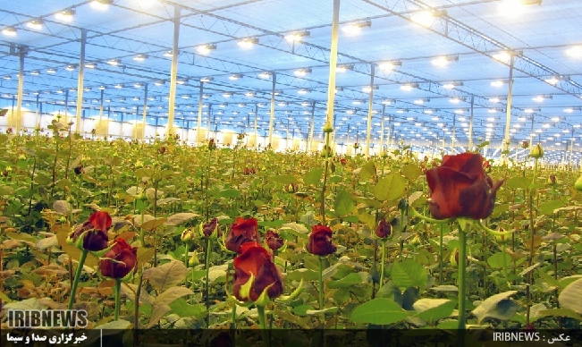 گـُل کردن تولید زیر سقف های شیشه ای و مات