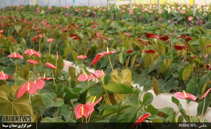 گـُل کردن تولید زیر سقف های شیشه ای و مات