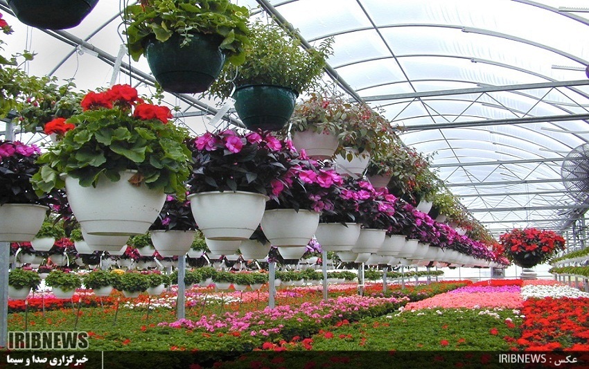 گـُل کردن تولید زیر سقف های شیشه ای و مات