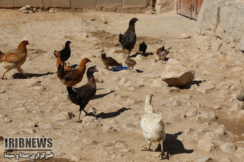 مایهکوبی ۴۷ هزار قطعه طیور خانگی در مهاباد علیه بیماری نیوکاسل مایهکوبی ۴۷ هزار قطعه طیور خانگی در مهاباد علیه بیماری نیوکاسل