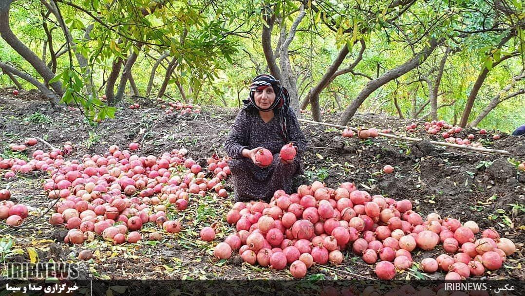 سیاب کوهدشت؛ بزرگترین انارستان متمرکز کشور | خبرگزاری صدا و سیما