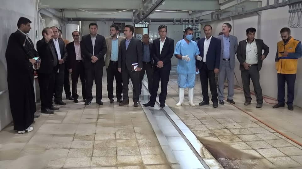 ذبح ماهانه ۳ هزار راس دام در کشتارگاه کهگیلویه