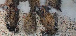 دستگیر شکارچی  دستگیرشکارچیان  متخلف در پارک ملی دز دستگیر شکارچی  دستگیرشکارچیان  متخلف در پارک ملی دز