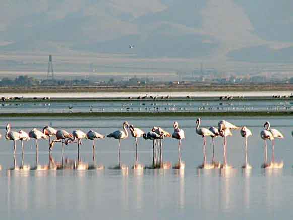 &zwnj;پرنده نگری؛ ظرفیت بر زمین مانده گردشگری
