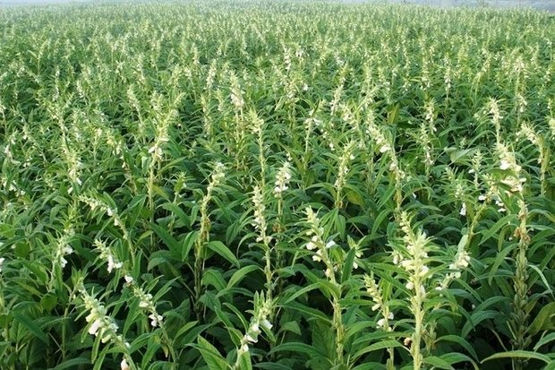 برداشت کنجد در مزارع فراشبند برداشت کنجد در مزارع فراشبند