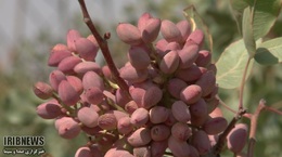 تولید ۱۵ تن پسته در کردستان