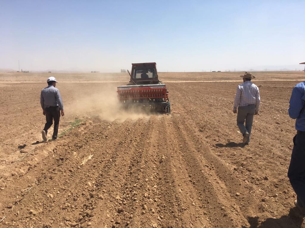 کاشت گندم در مزارع منطقه بهمن