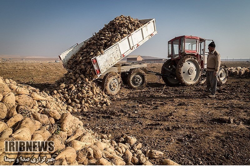 پرداخت ۷۰ درصد مطالبه چغندرکاران مهاباد پرداخت ۷۰ درصد مطالبه چغندرکاران مهاباد