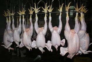 تولید 31 هزارتنی شیر و گوشت در نوشهر