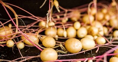 تولید سیب زمینی بذری در مزارع اقلید تولید سیب زمینی بذری در مزارع اقلید