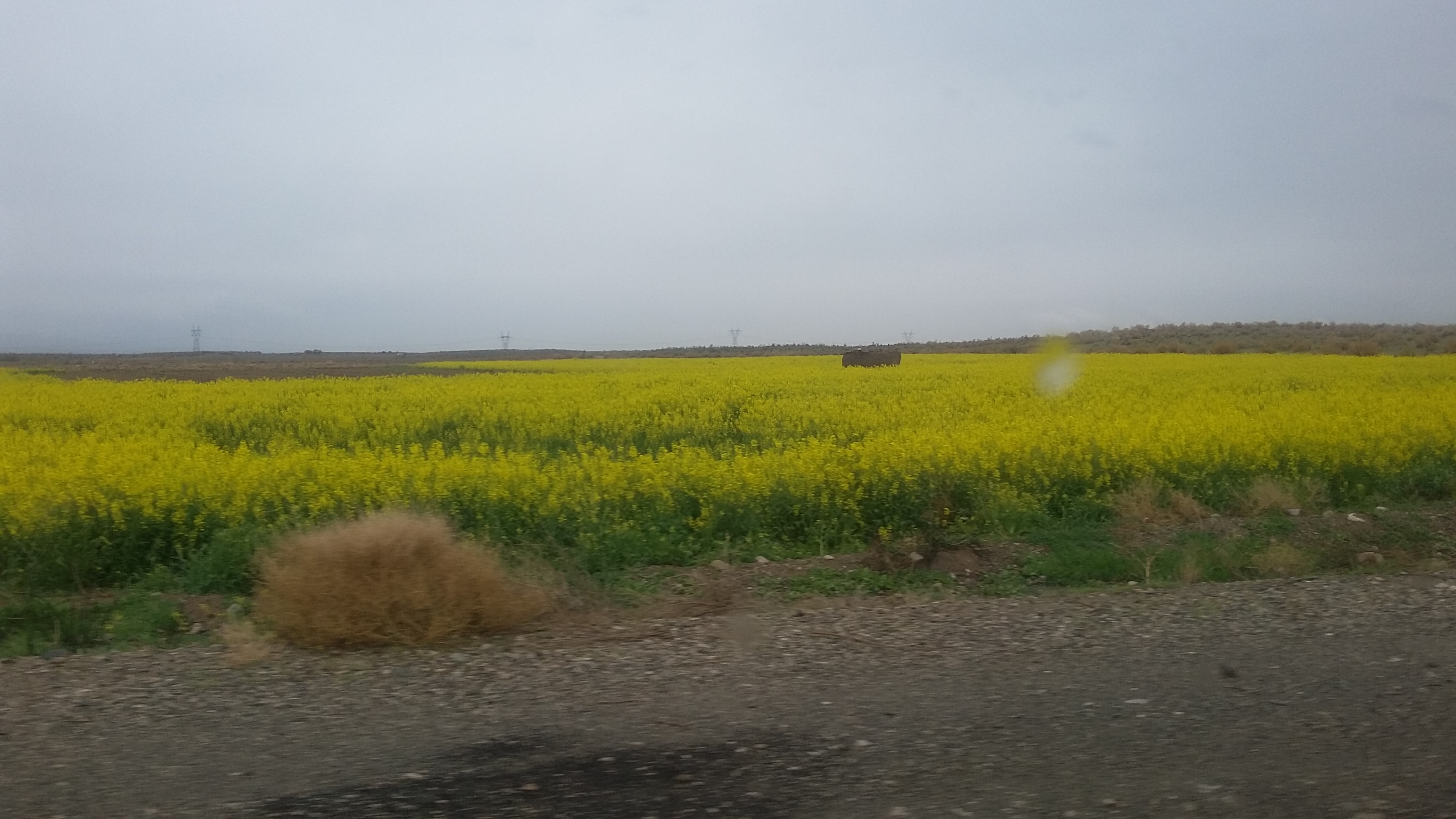 پیش بینی مبارزه با علف هرز در 90 هزار هکتار از مزارع غلات