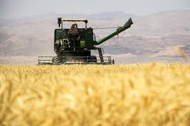 پیش بینی افزایش نیم میلیون تن گندم در فارس