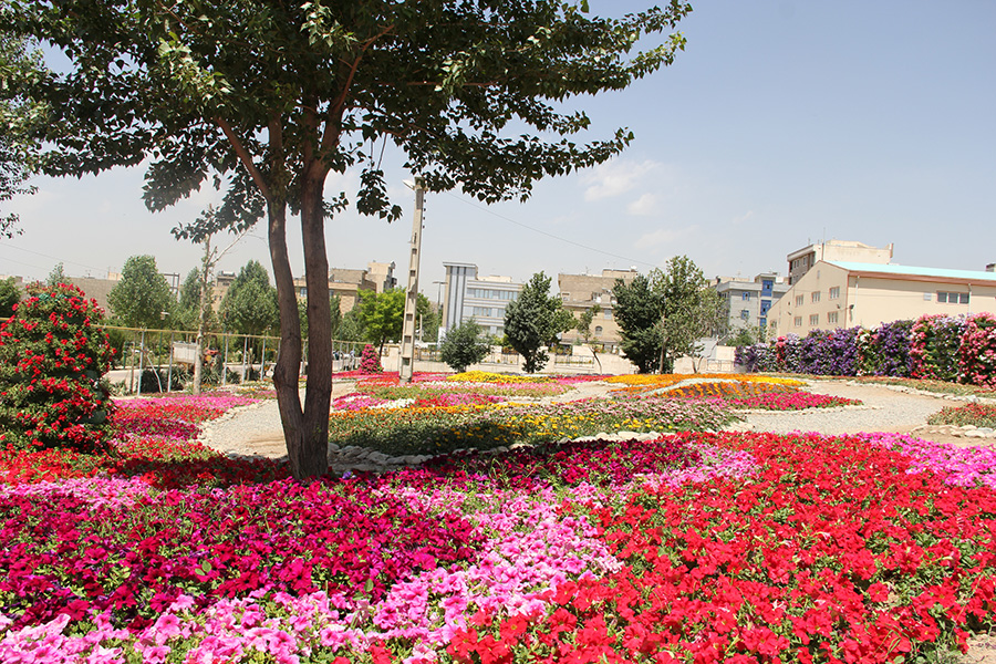 کرونا و زخمی بر پیکره گل