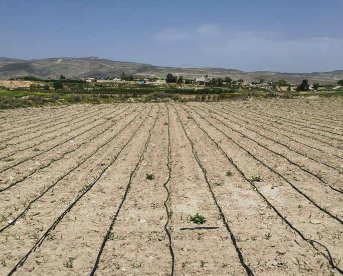 جهش تولید با آبیاری نوین