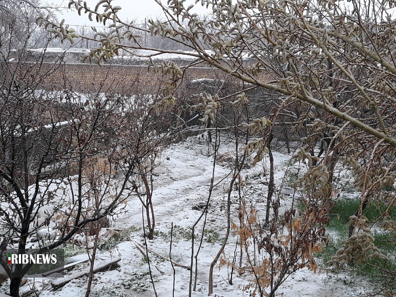  خسارت 800 ميليارد توماني سرما به کشاورزان خراسان شمالي