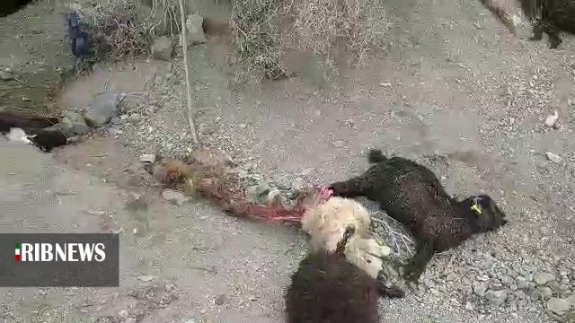 تلف شدن ۱۱۰ راس دام در اثر سیل و گرگ