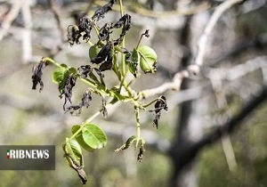 سرمای دیررس بهاره و دغدغه سرمازدگی