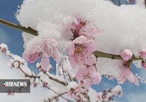 سرمای دیررس بهاره و دغدغه سرمازدگی