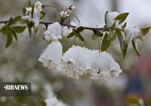 سرمای دیررس بهاره و دغدغه سرمازدگی