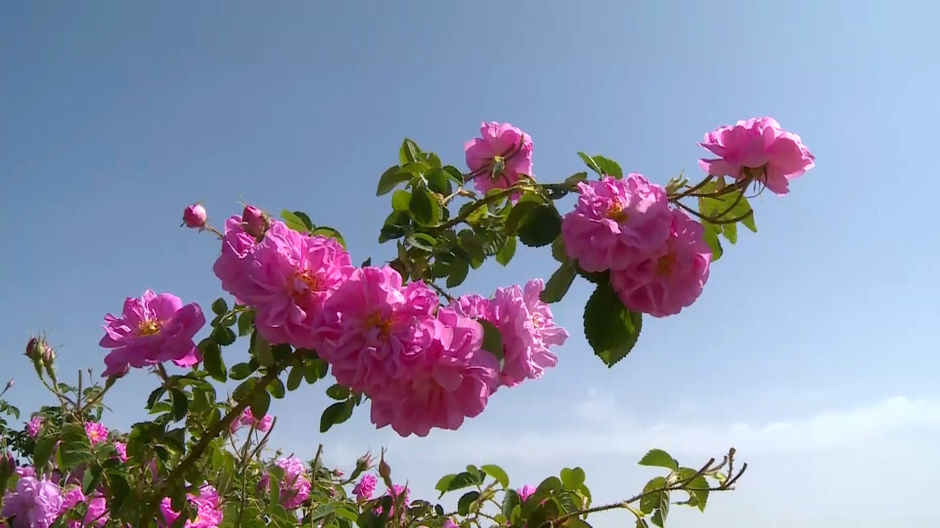 آغاز برداشت گل محمدی از گلستانهای دشت کاشان | خبرگزاری صدا و سیما