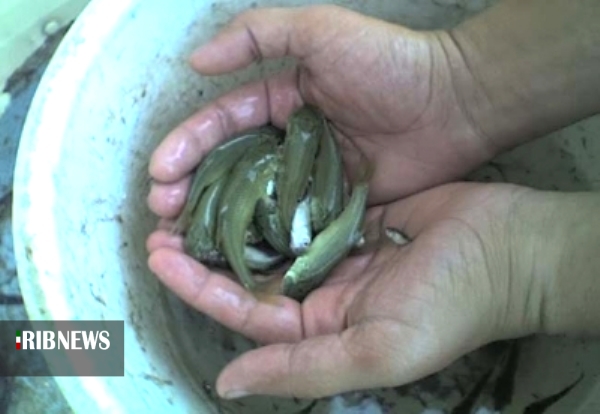 تکثیر ذخایر استخوانی خزر ؛ خارج از دریا اما طبیعی