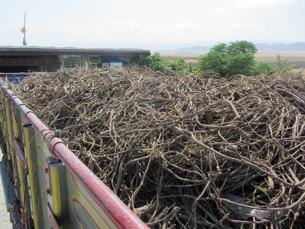 ریشه های آب و نان دار