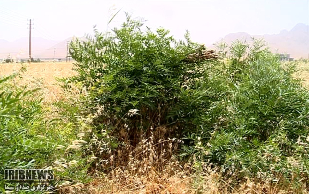 ریشه های آب و نان دار