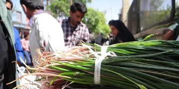 ریشه های آب و نان دار