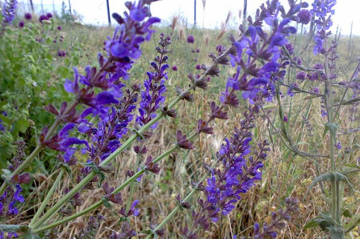 ریشه های آب و نان دار