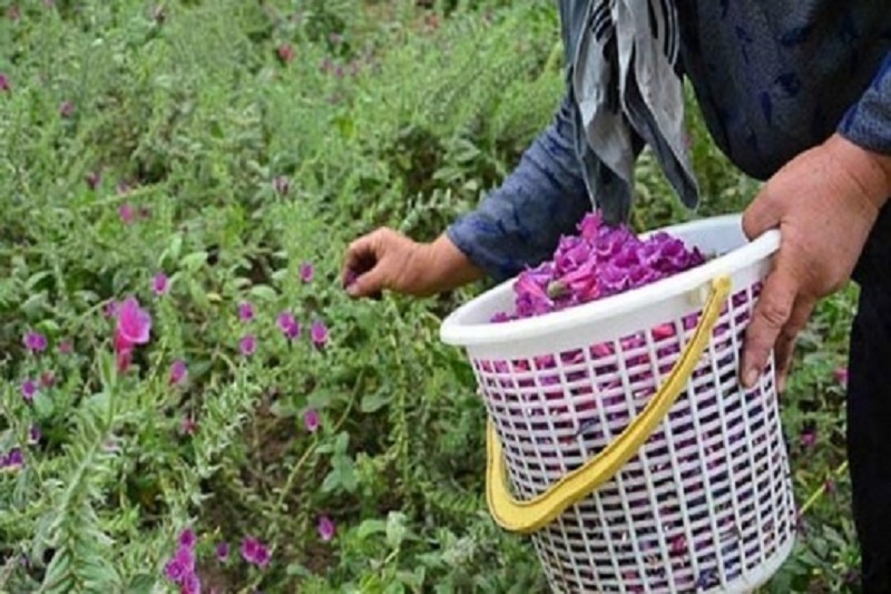 ریشه های آب و نان دار ریشه های آب و نان دار