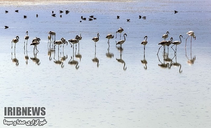 پهنه فیروژهای آذربایجان میزبان پرندگان مهاجر پهنه فیروژهای آذربایجان میزبان پرندگان مهاجر