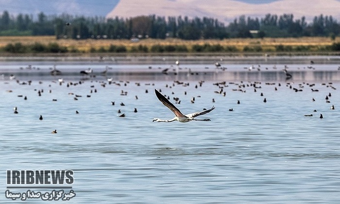 پهنه فیروژهای آذربایجان میزبان پرندگان مهاجر پهنه فیروژهای آذربایجان میزبان پرندگان مهاجر