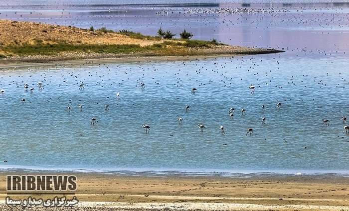 پهنه فیروژهای آذربایجان میزبان پرندگان مهاجر پهنه فیروژهای آذربایجان میزبان پرندگان مهاجر