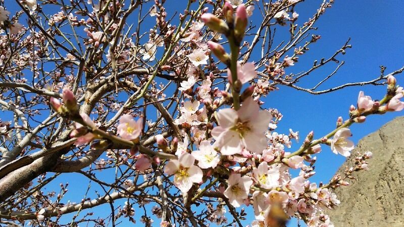 شکفتن شکوفه‌ها در دیار لبریز از مهر مهریز