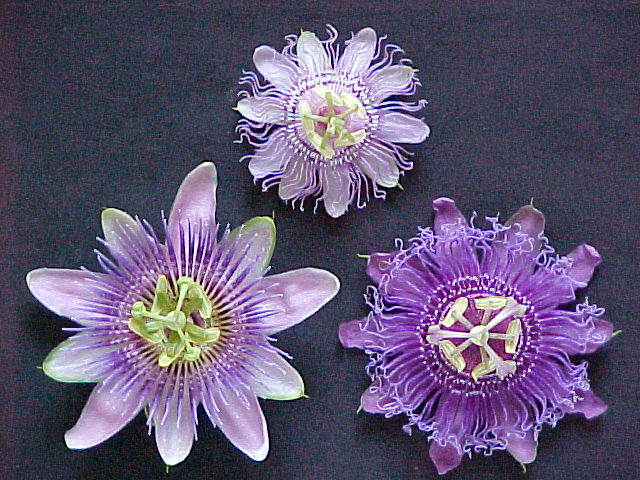 گیاهی که برای درمان اضطراب معجزه میکند! گیاهی که برای درمان اضطراب معجزه میکند!