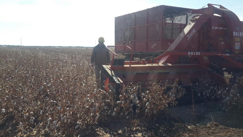 پیش‌بینی برداشت ۸ هزار تن پنبه در رشتخوار