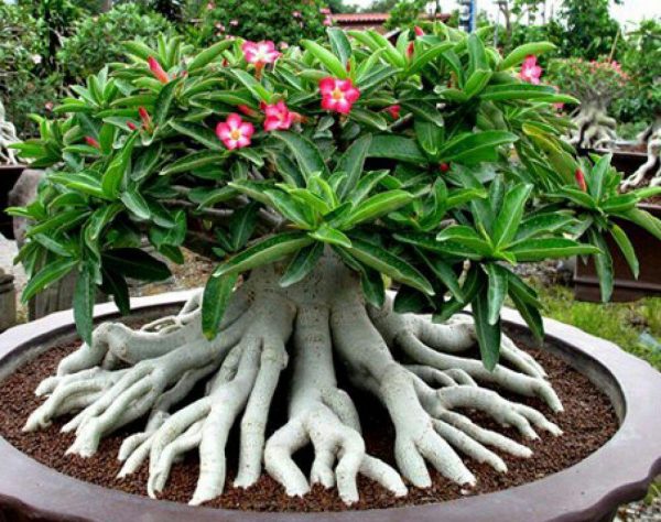 روش نگهداری گیاه آدنیوم