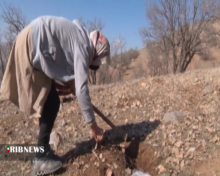 اجرای طرح پایلوت کاشت بلوط در روستای اجرای طرح پایلوت کاشت بلوط در روستای