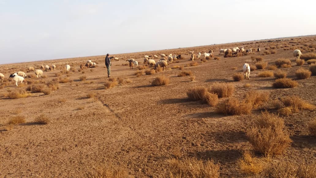 اجرای برنامه مدیریت پایدار مراتع در مراتع قشلاقی بردسکن