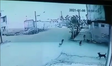 حمله سگهای ولگرد به دختر بچه خرمشهر، اتفاقی تکراری در خیابان ها حمله سگهای ولگرد به دختر بچه خرمشهر، اتفاقی تکراری در خیابان ها