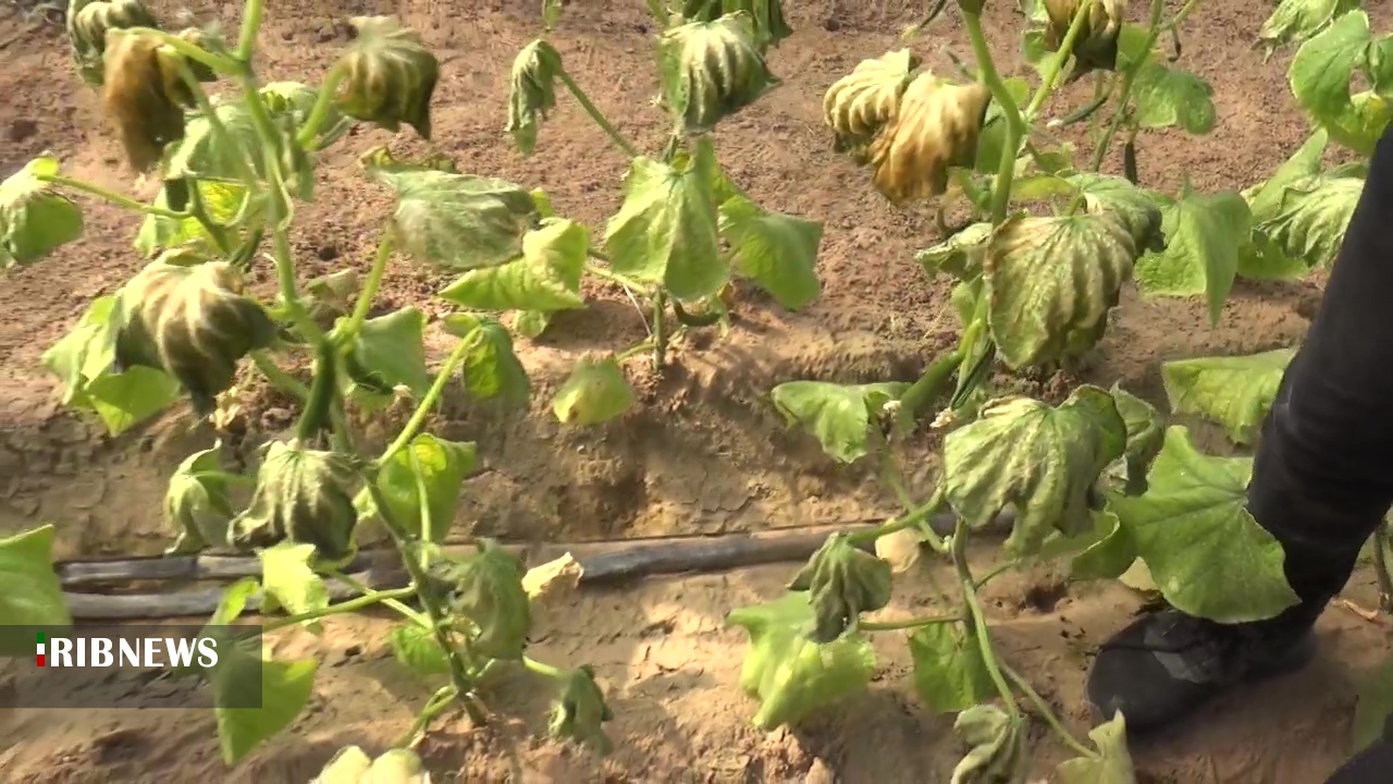 یخ زدن تولیدات چهارواحد کشاورزی براثر قطع برق یخ زدن تولیدات چهارواحد کشاورزی براثر قطع برق